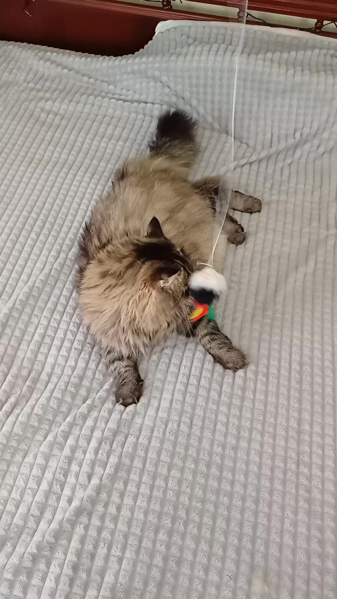 @cat_bayun_