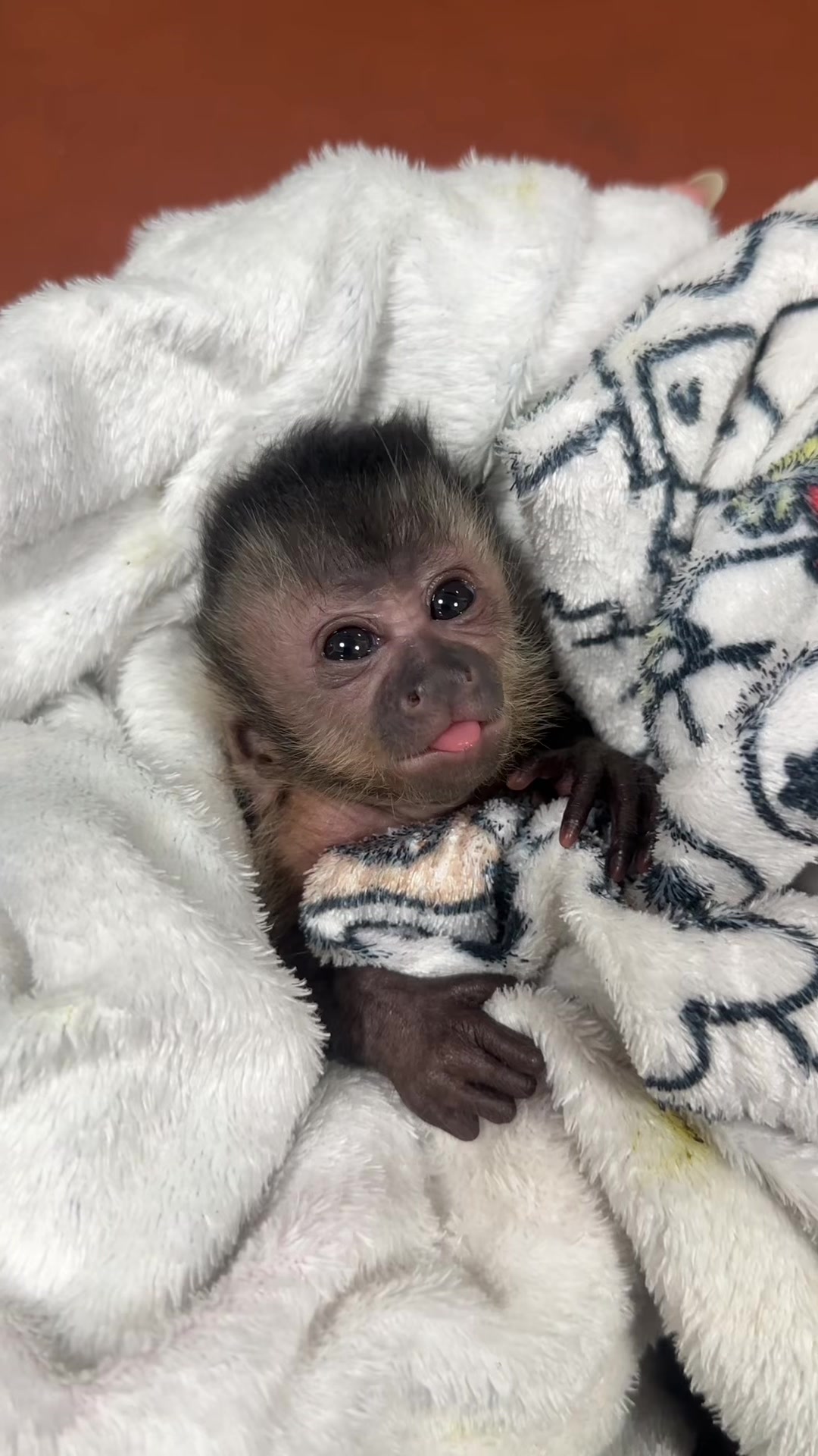 @Gutjang Capuchin
