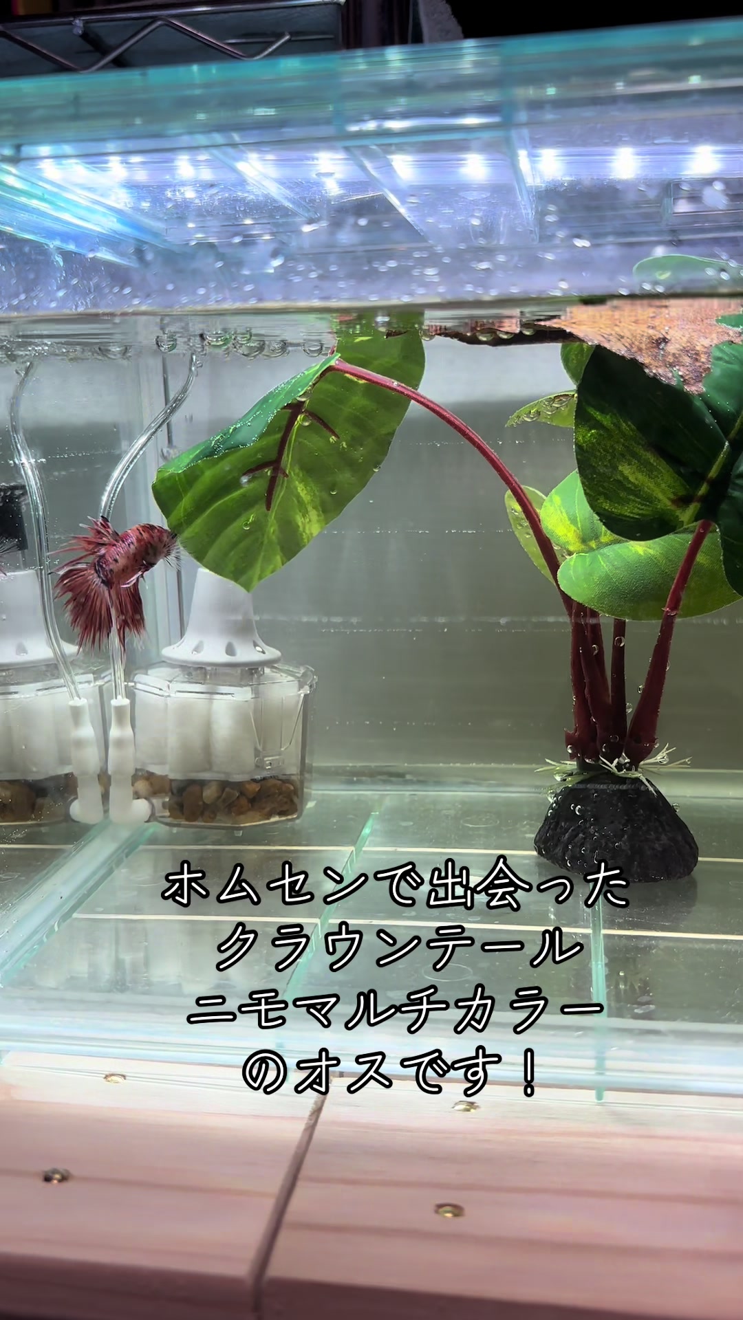 @ちあ🐠🫧
