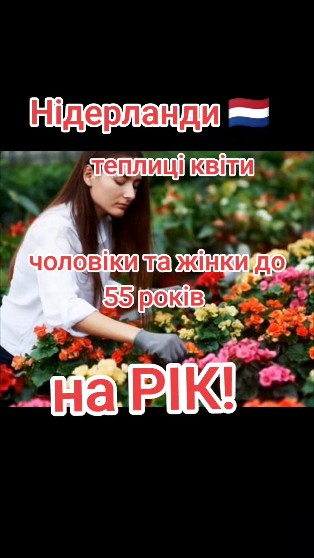 @Бельгія та Нідерланди