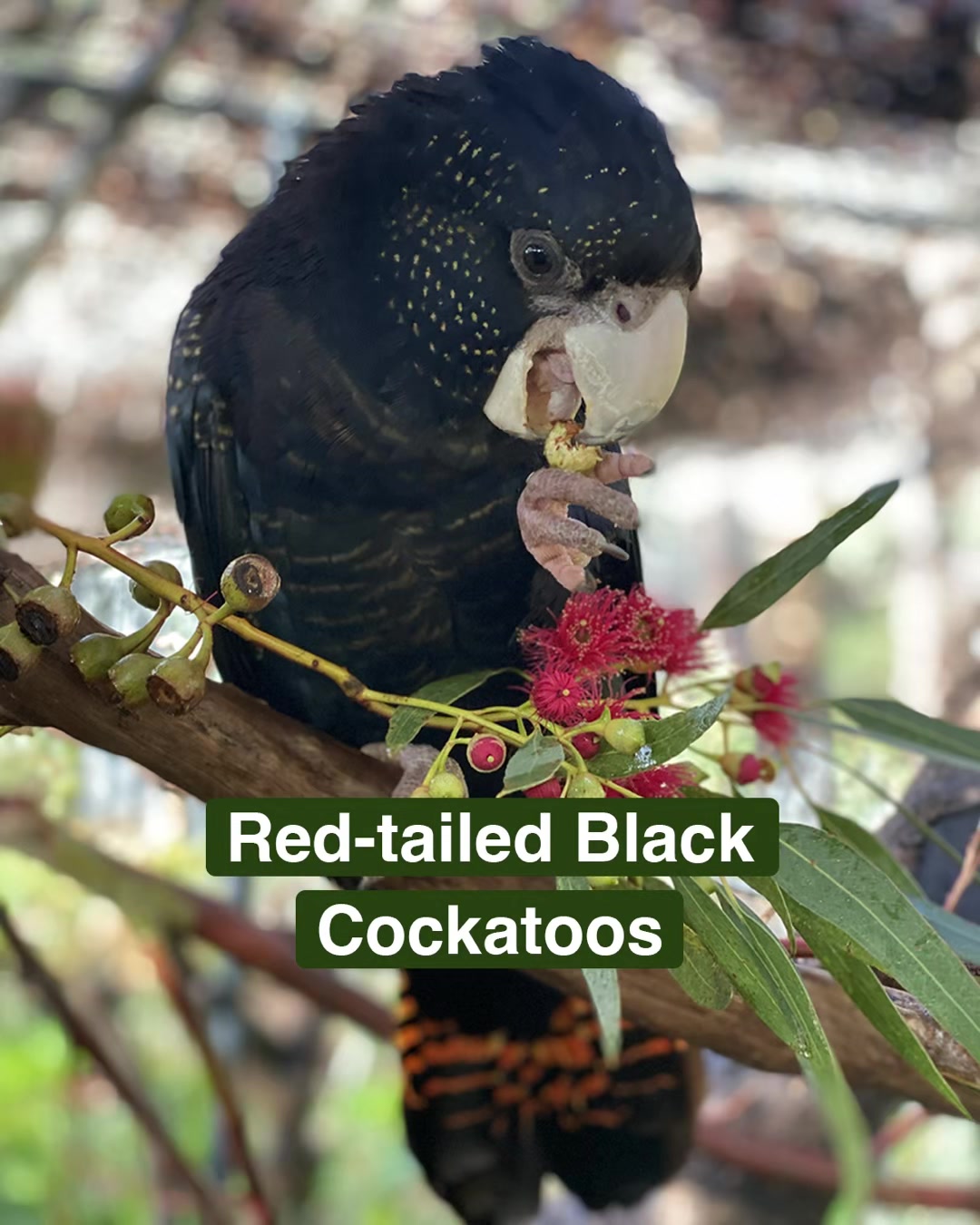 @Perth Zoo