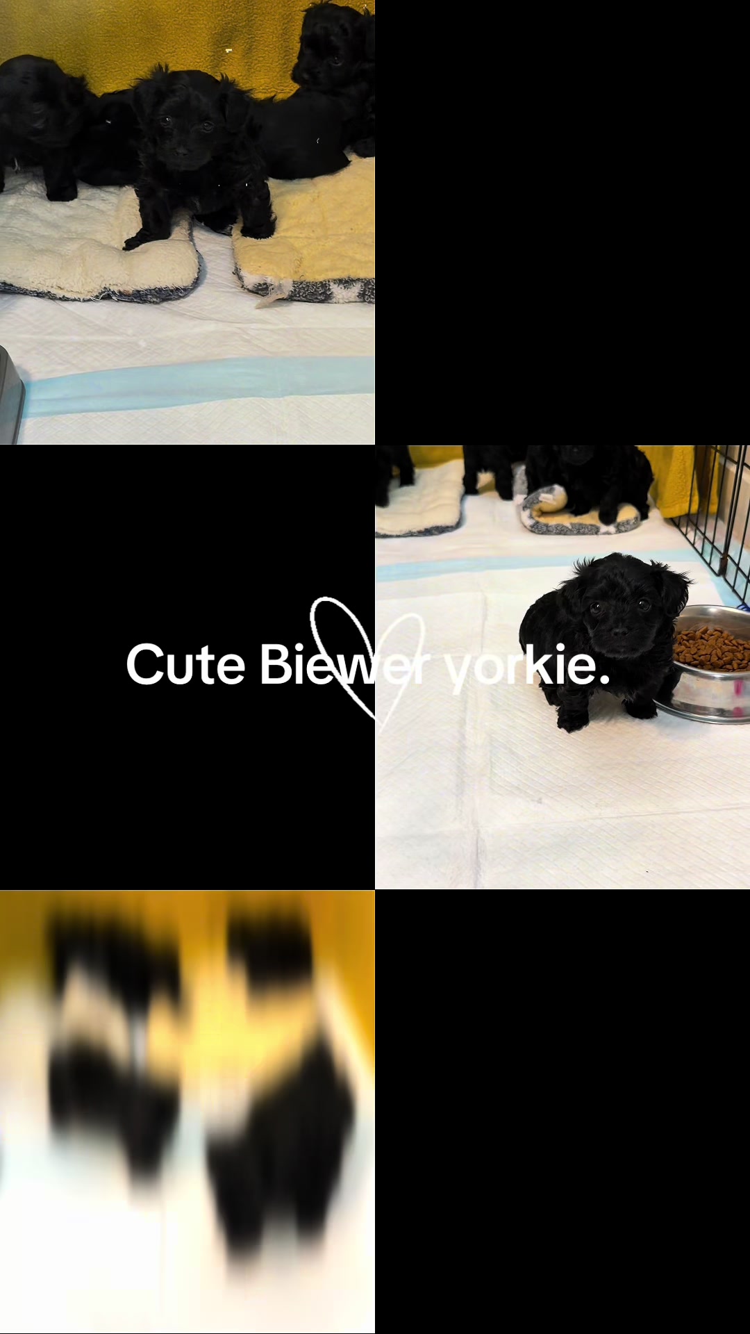 @Maine coon kittens
