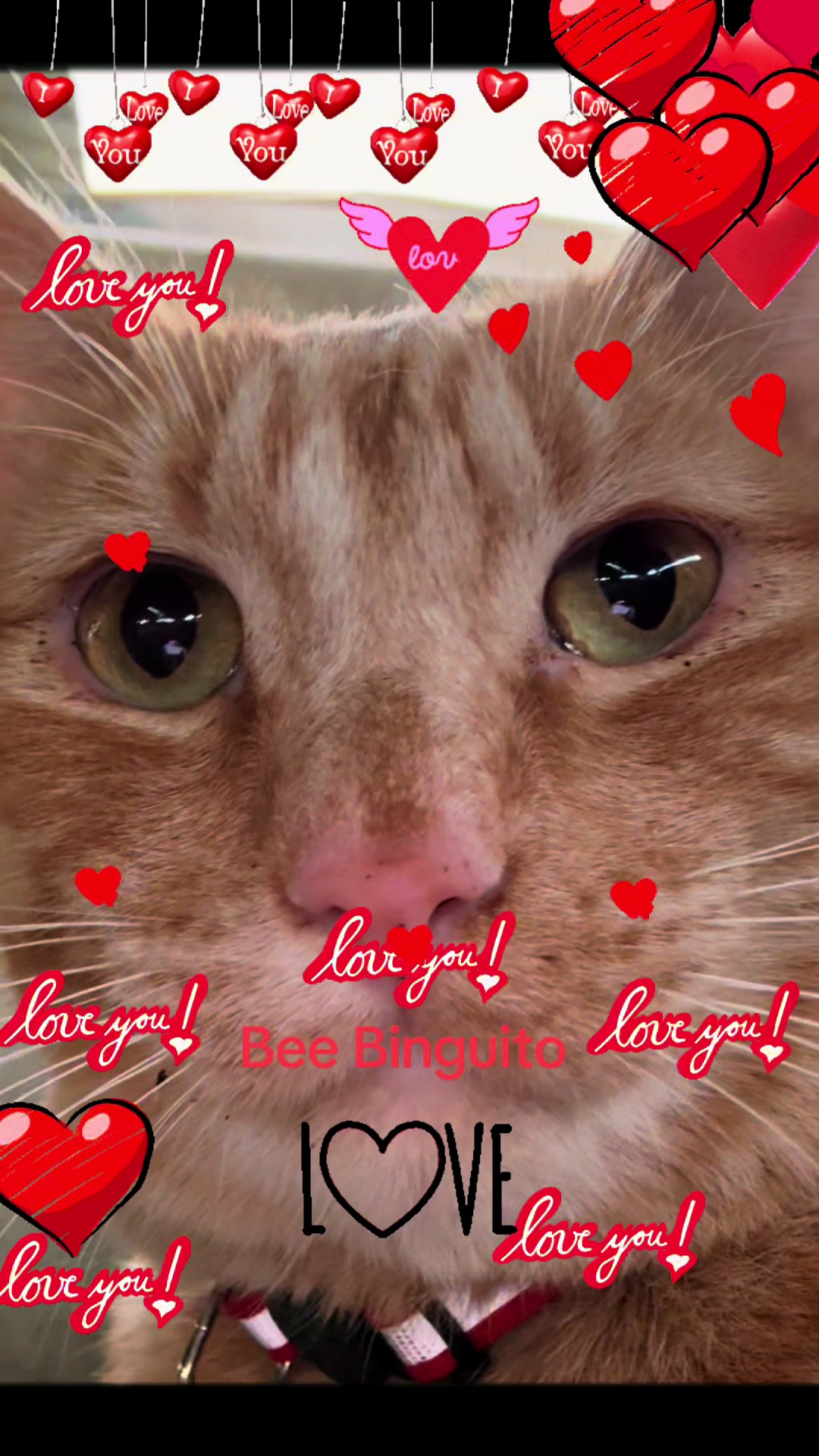 @Amri Gatitos