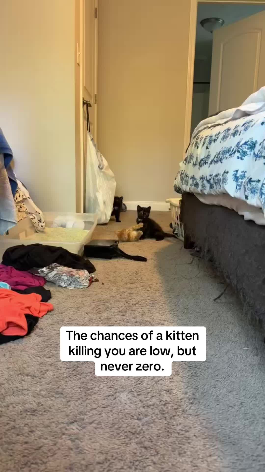 @Chaos and Cats