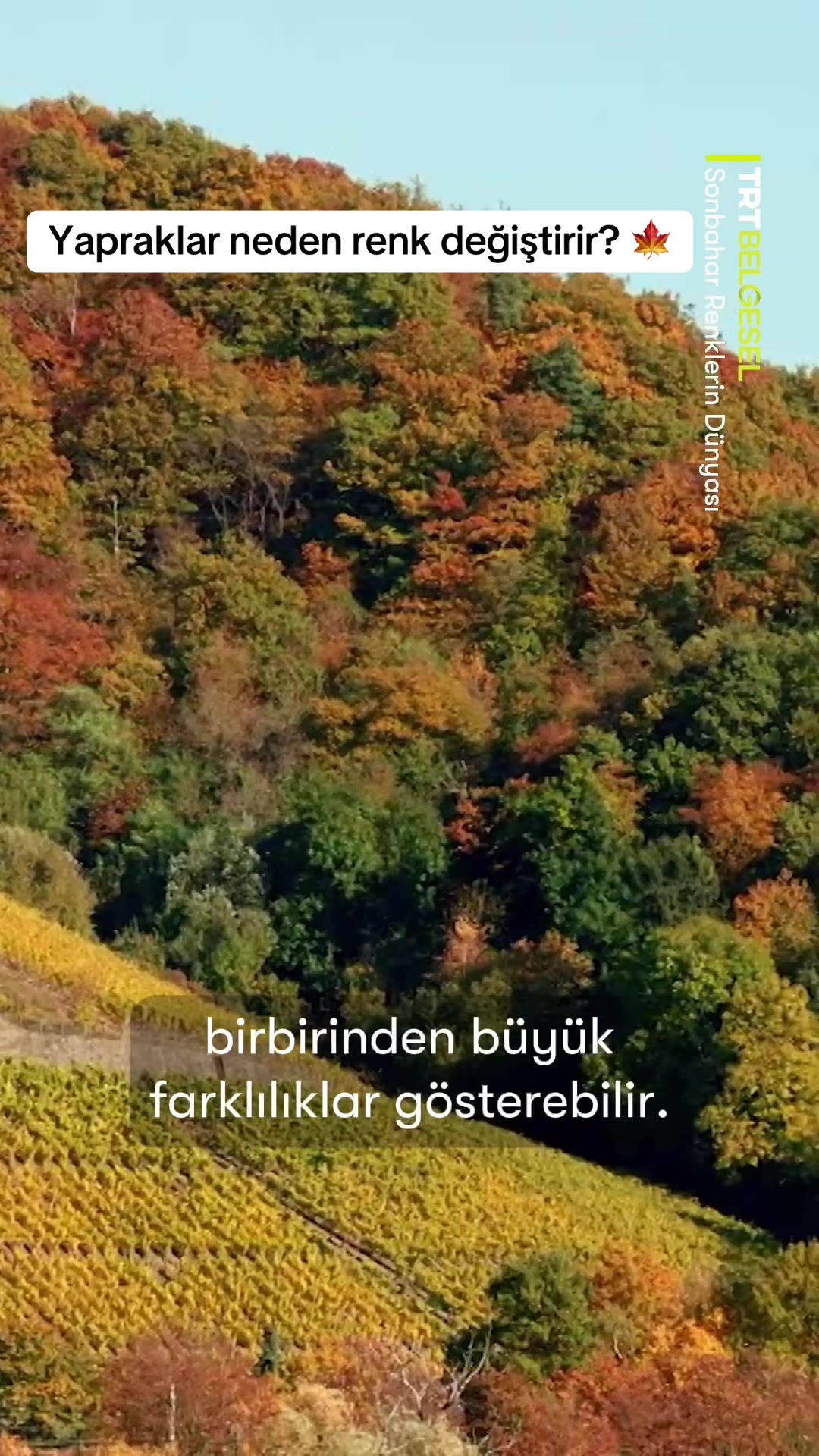 @TRT Belgesel