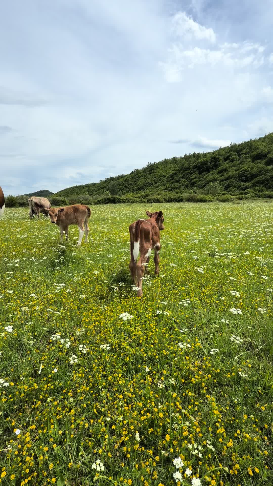 @GurishtaFarm