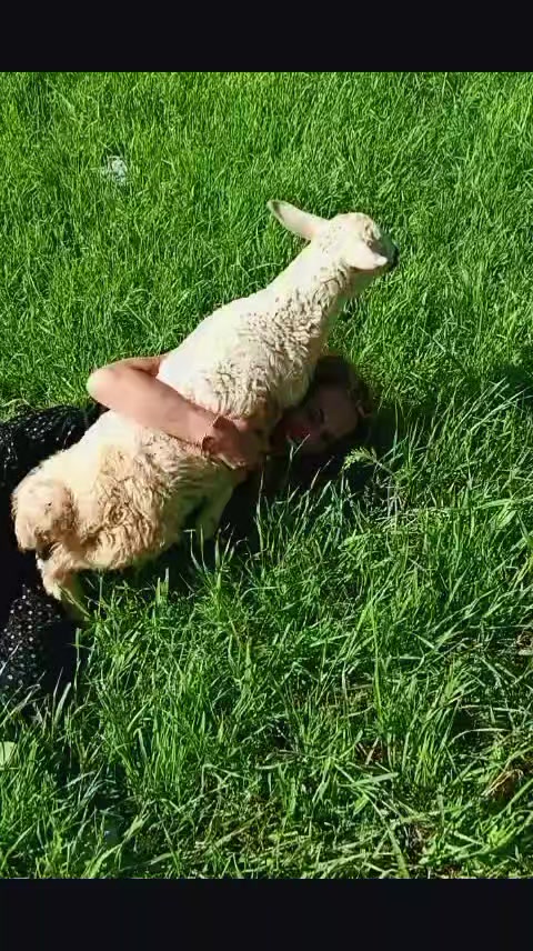 @ANKA KUŞU K&Uuml;LLERiNDEN DOĞUŞU