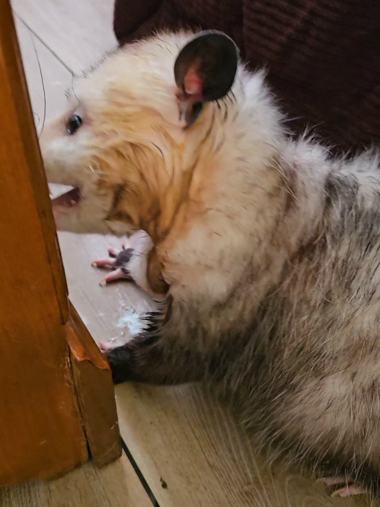 @OPOSSUMDAWGMOM