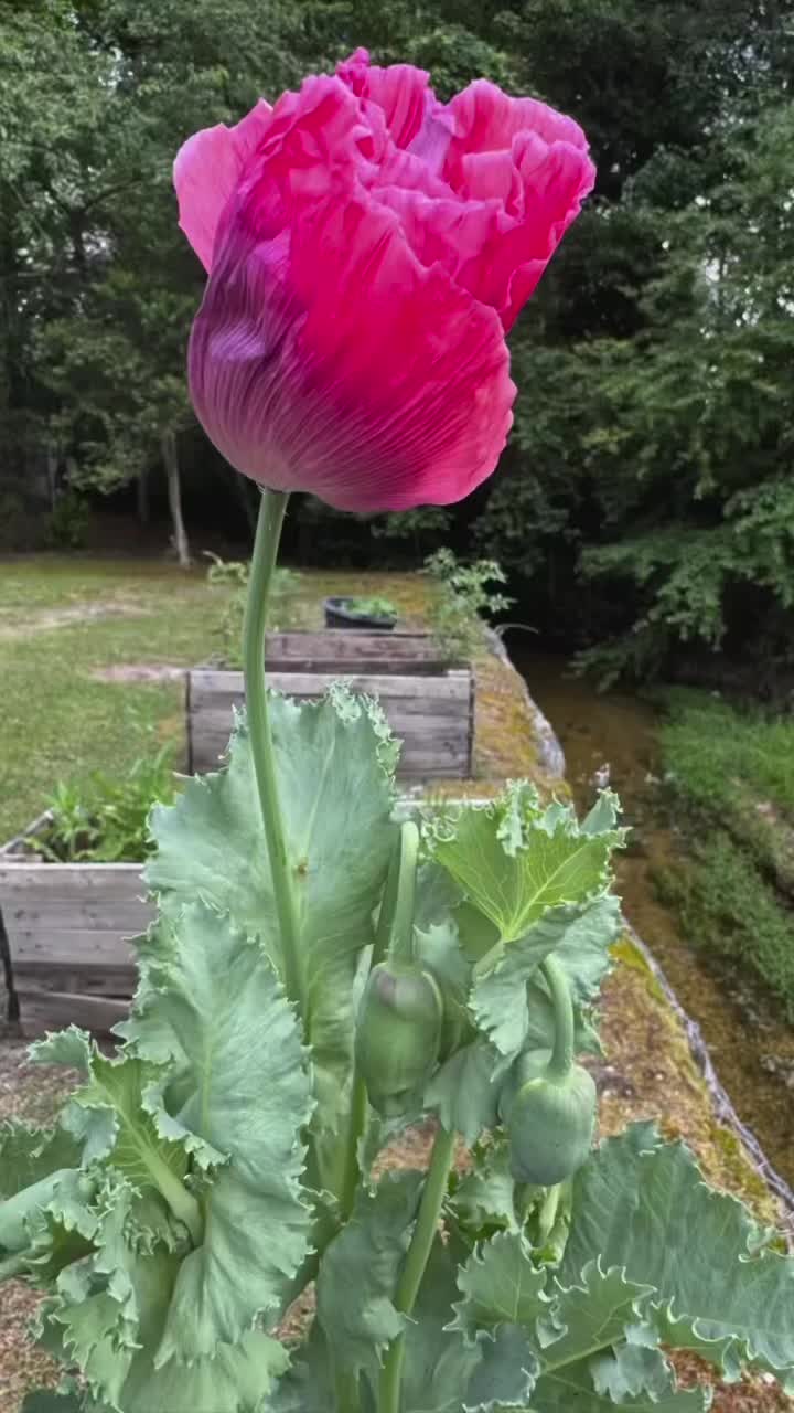 @The FlowerNP