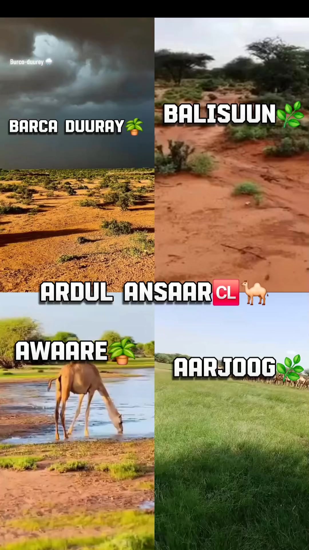 @{《DaLMar🐪🌴}》