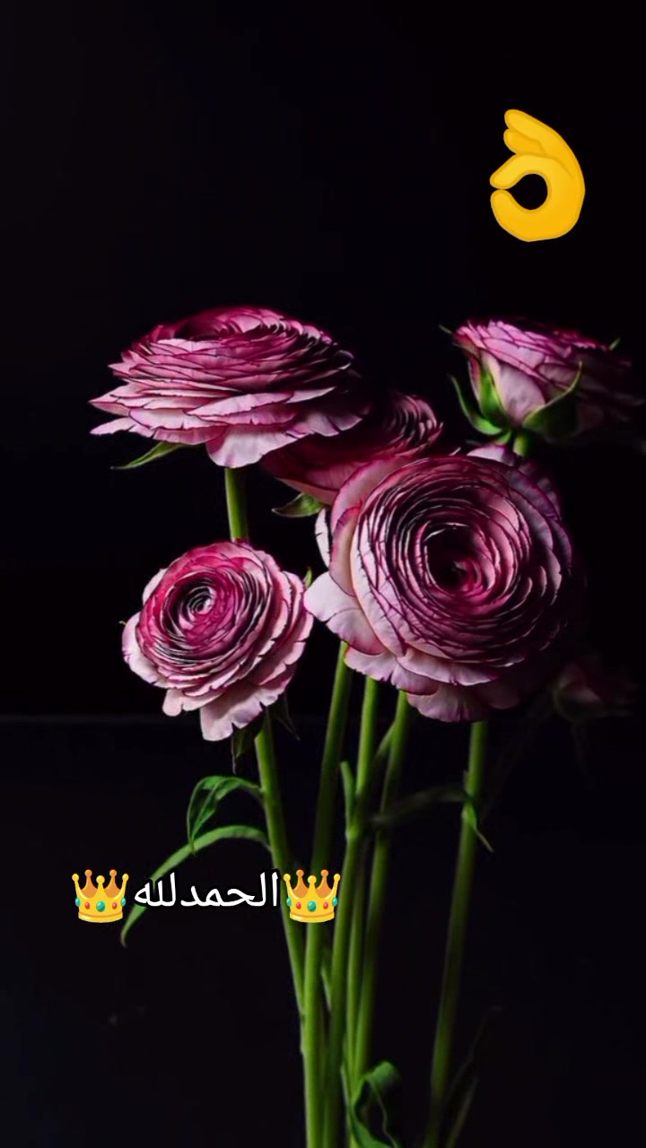 @⚔️👻♥️👑꧁حٍيَاة꧂👑♥️👻⚔️