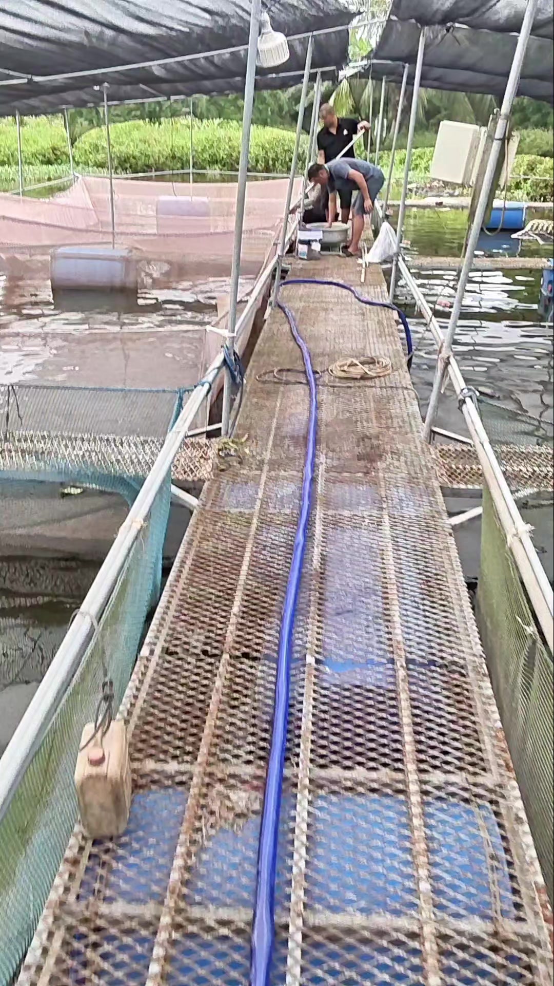 @Cá Chuối Hoa