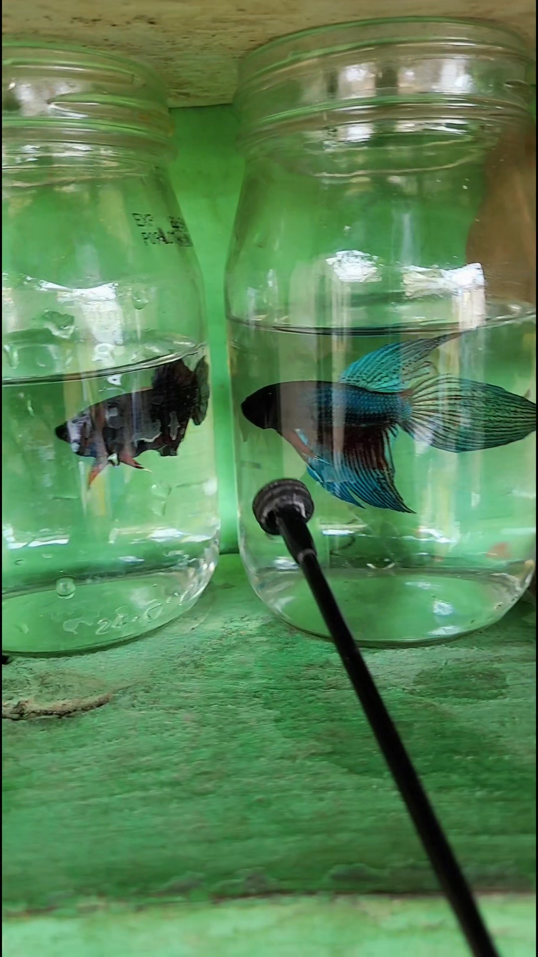 @Yorki Bettas