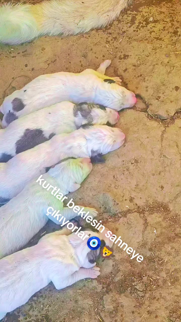 @Y&ouml;r&uuml;koğlu Yaşar 20