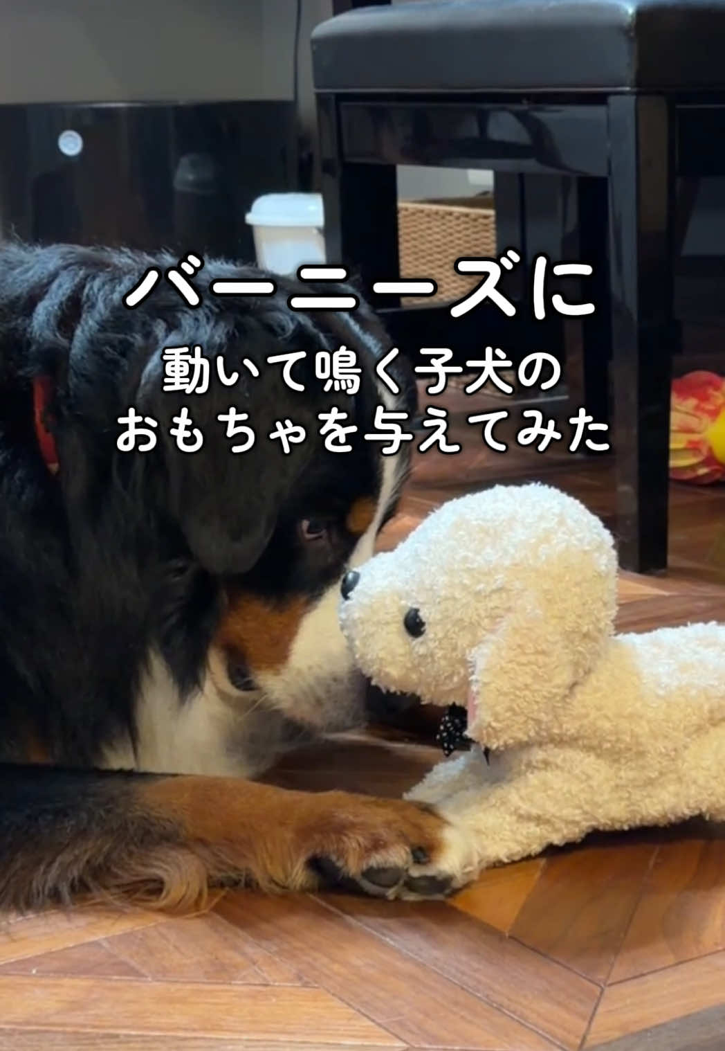 @å¯å£«å±±ð¶ð»ããŒããŒãºããŠã³ãã³ããã° - Fujisan
