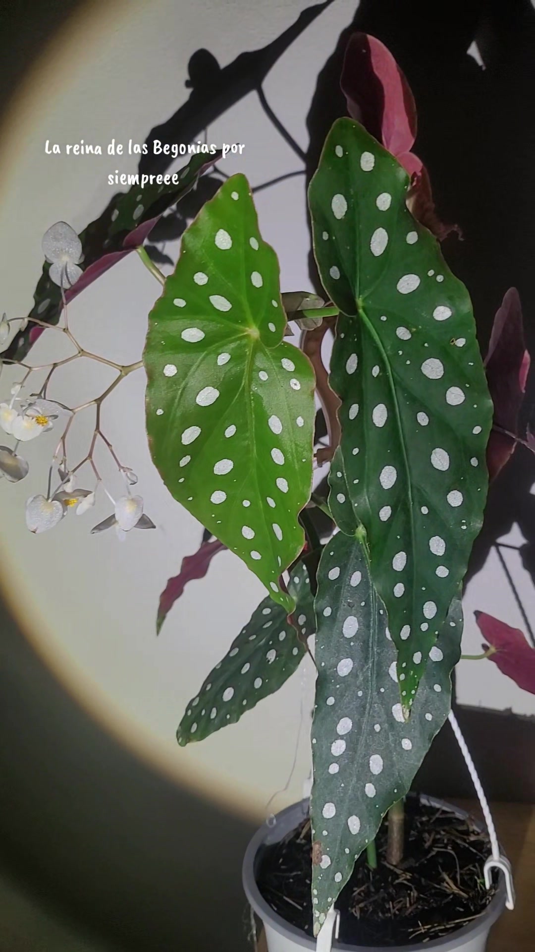 @Plantología🌿