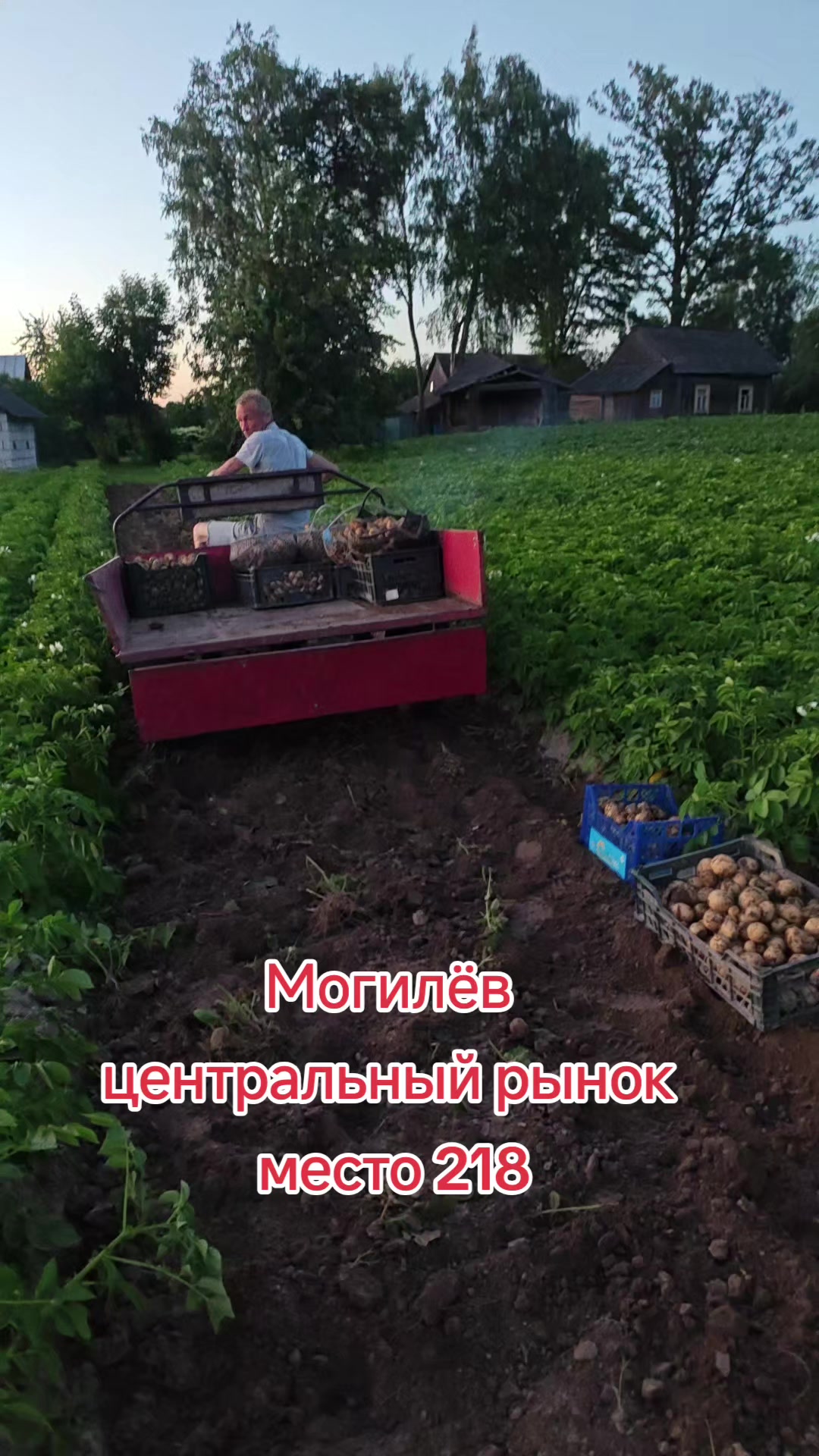 @Картофель Могилёв