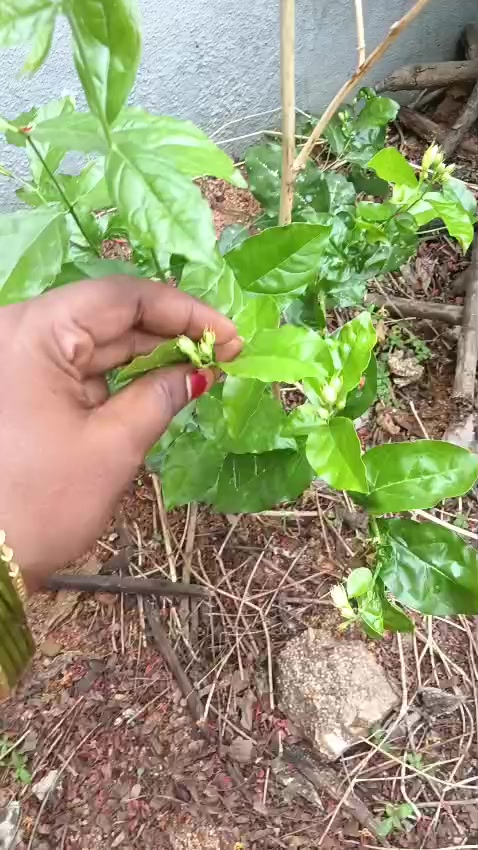 @eswari
