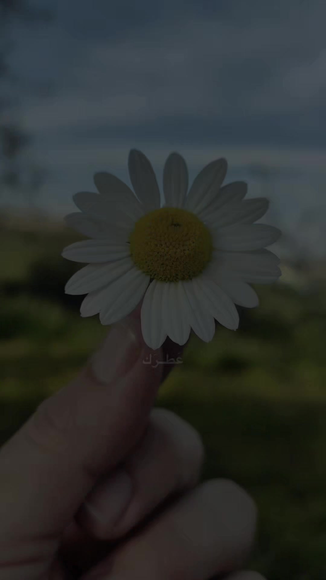@๐ธ ุฒูุฑุฉ ุงููุฑุฌุณ๐ธ