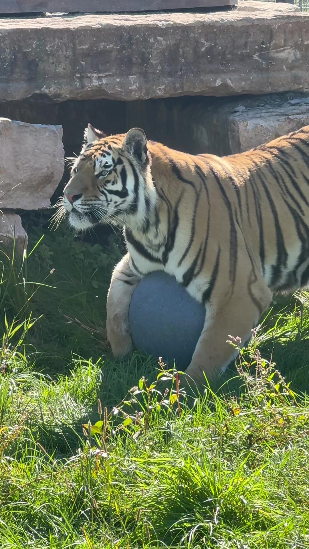 @The Wildcat Sanctuary