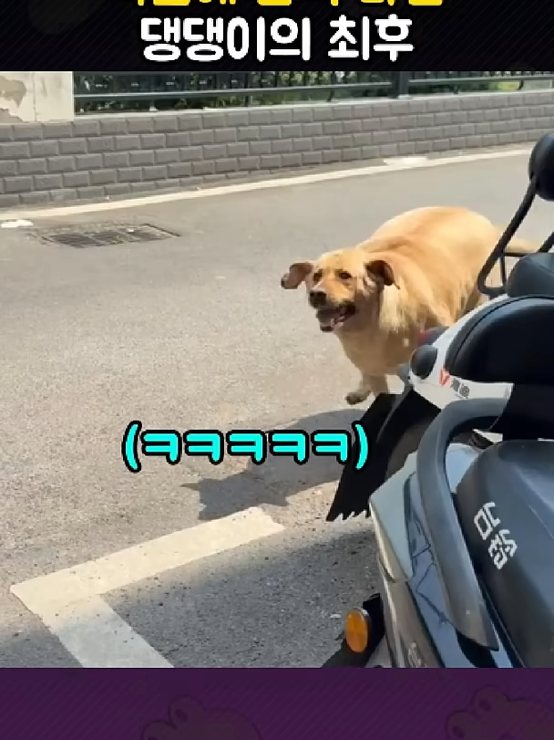 @개블리