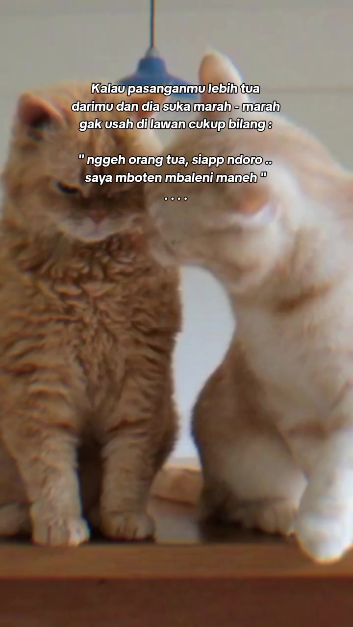 @ᏦᎧᏰᏋ ᥫ᭡