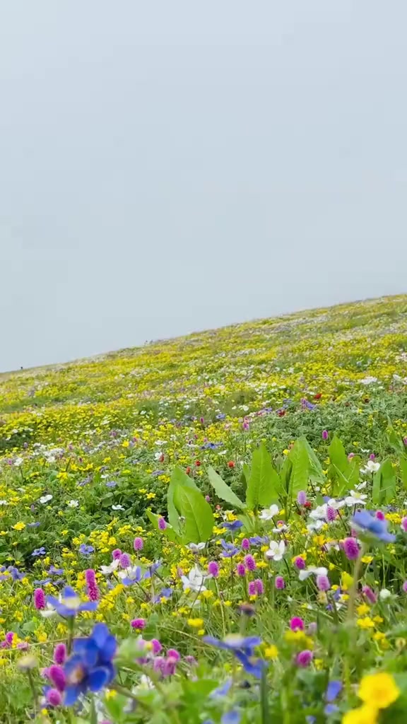 @प्र सना रोका मगर