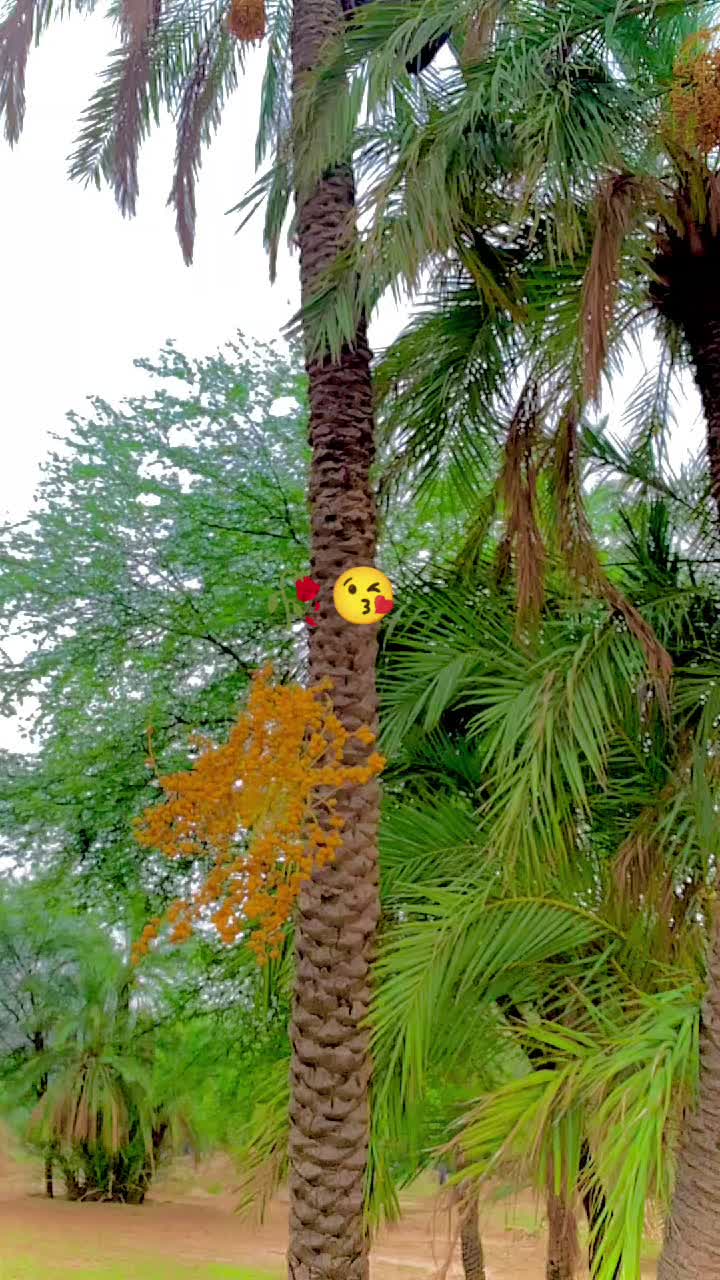 @Ameerkhosa786