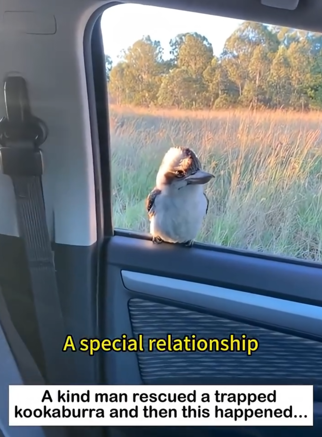 @animalsquad