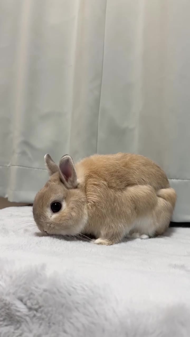 @うさぎのぷっしゅ