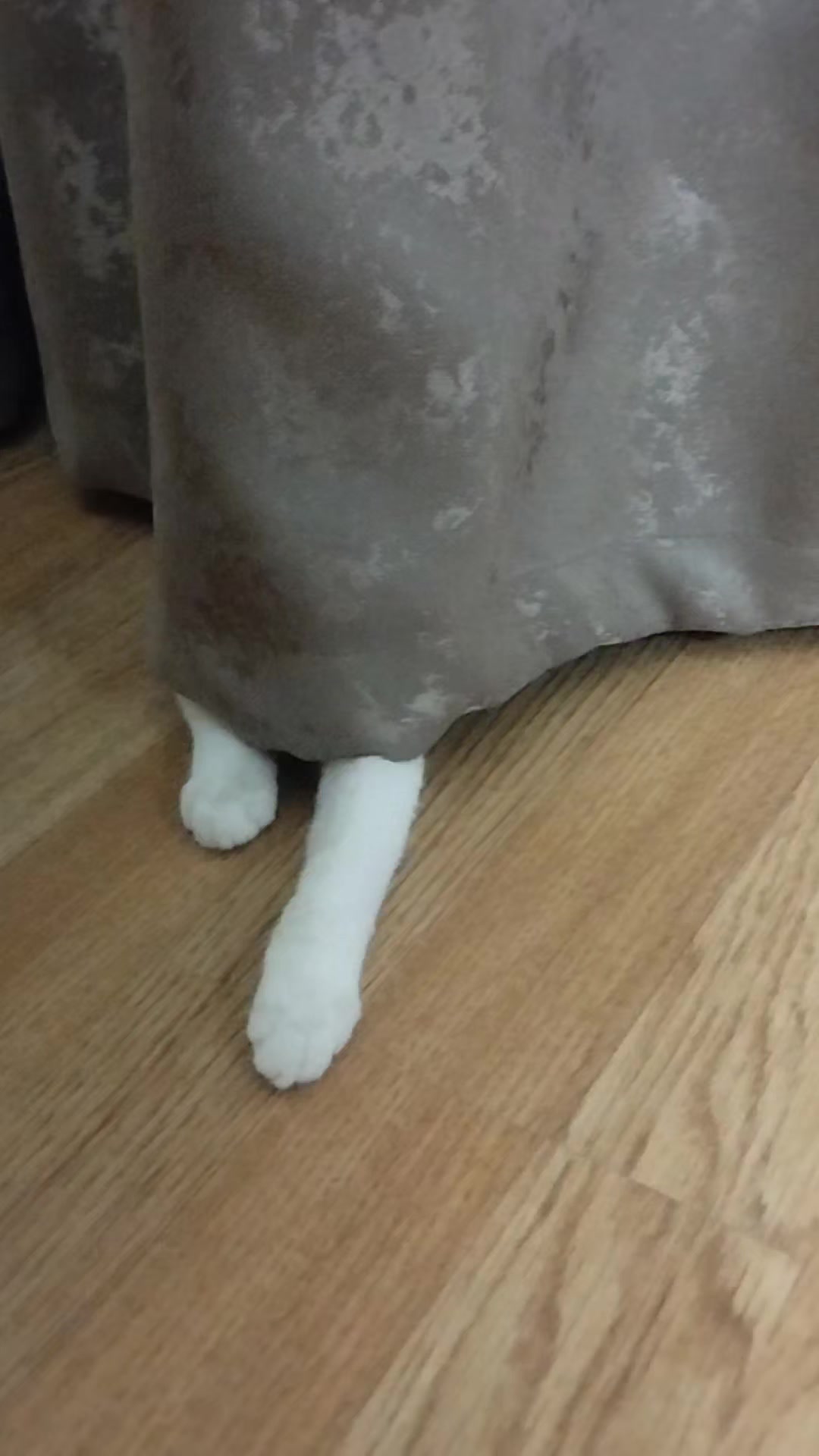 @🐾