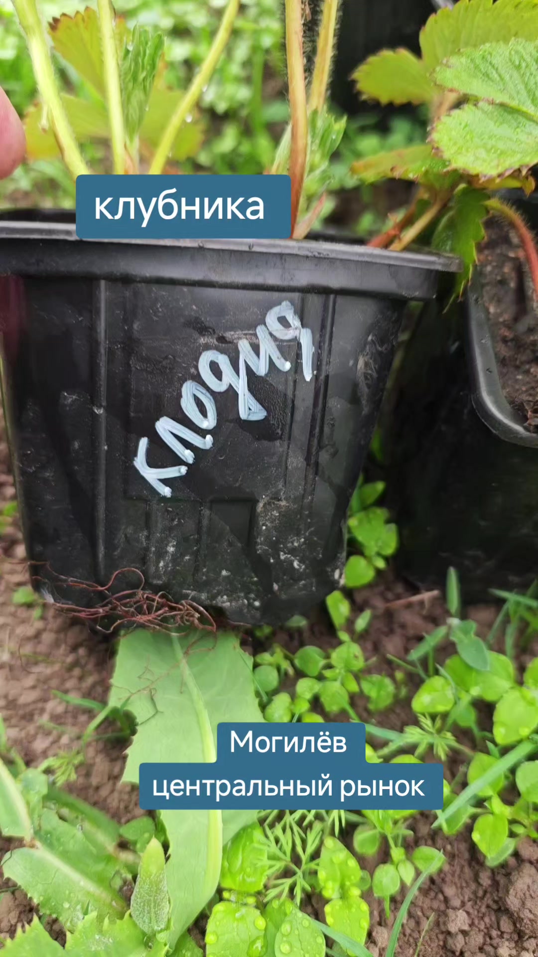 @Картофель Могилёв