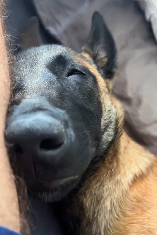 @funnyanimalvideo99