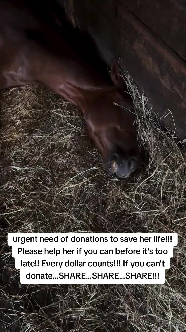 @REBORN ANIMAL RESCUER