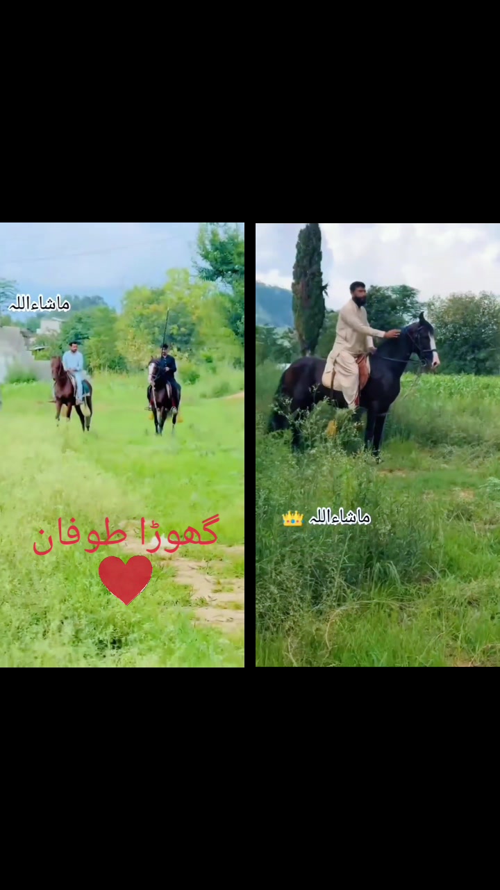@luqman zaib