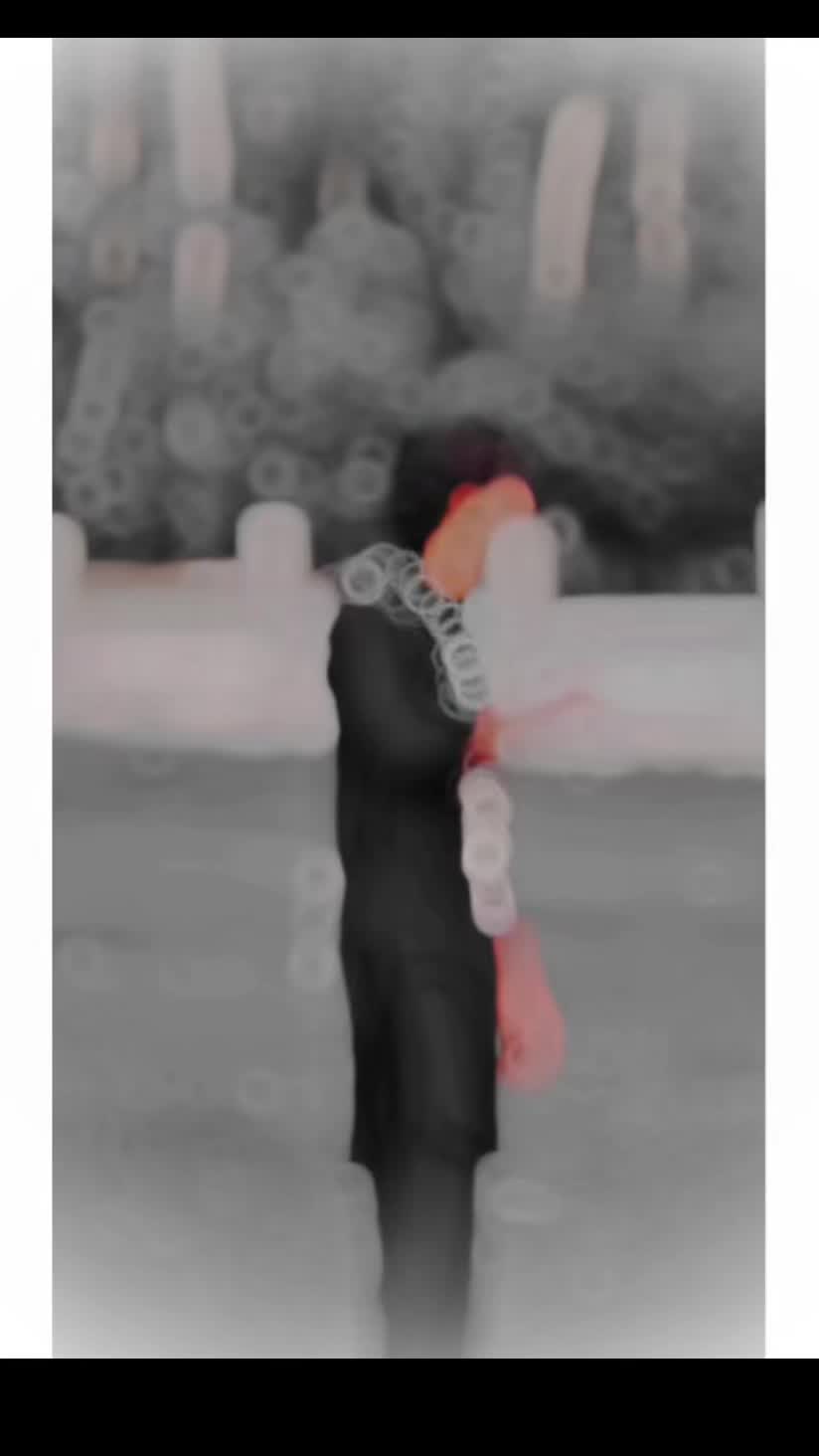 @✘⚬⚬𝐕𝐈𝐏 𝐁ÁĎŚ𝐇𝐀𝐇 🐺⚜️