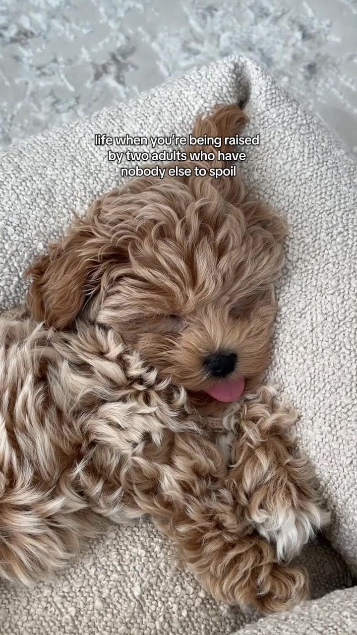@Mochi the Maltipoo 🐻