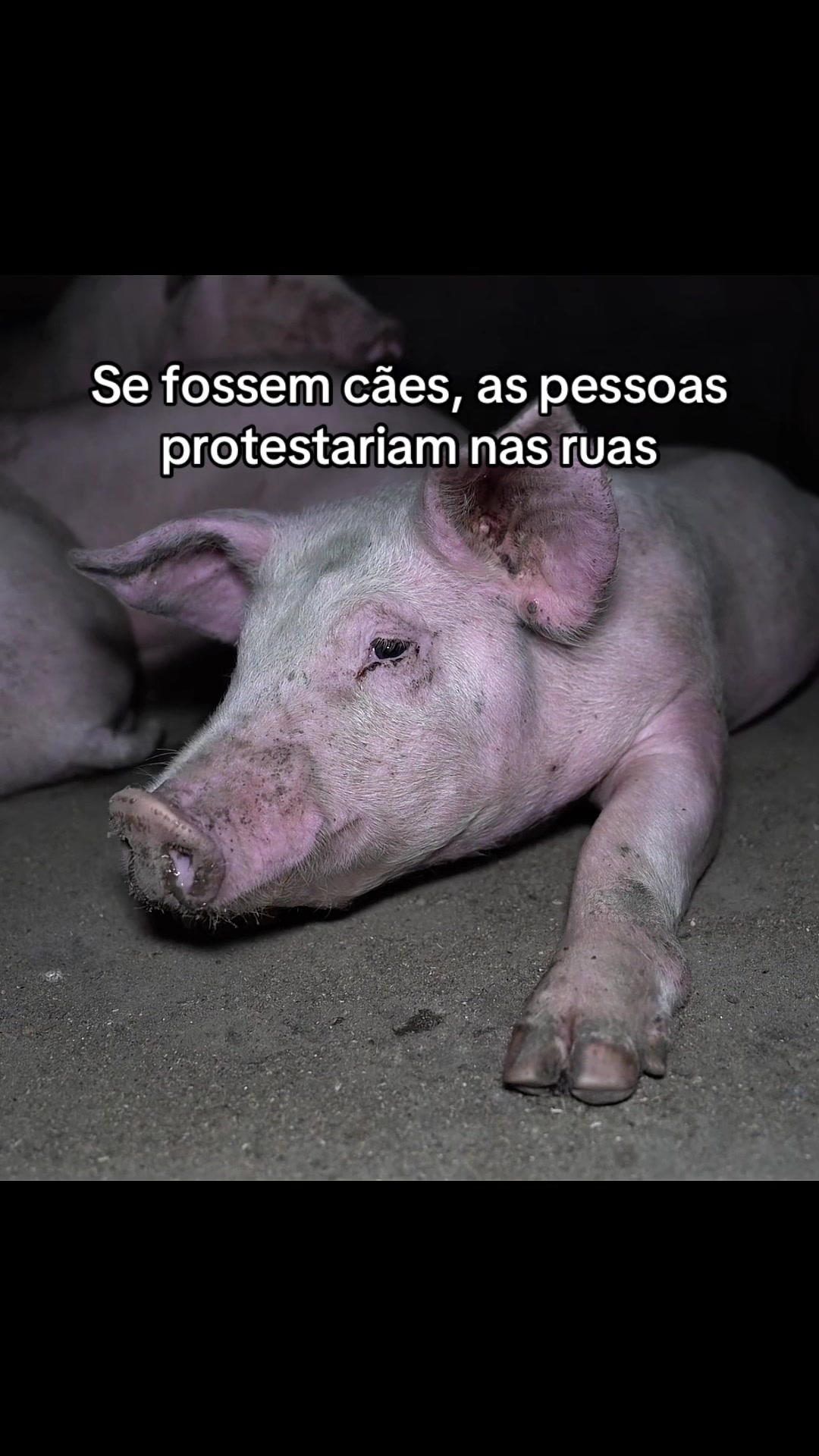 @Carne &eacute; cruel
