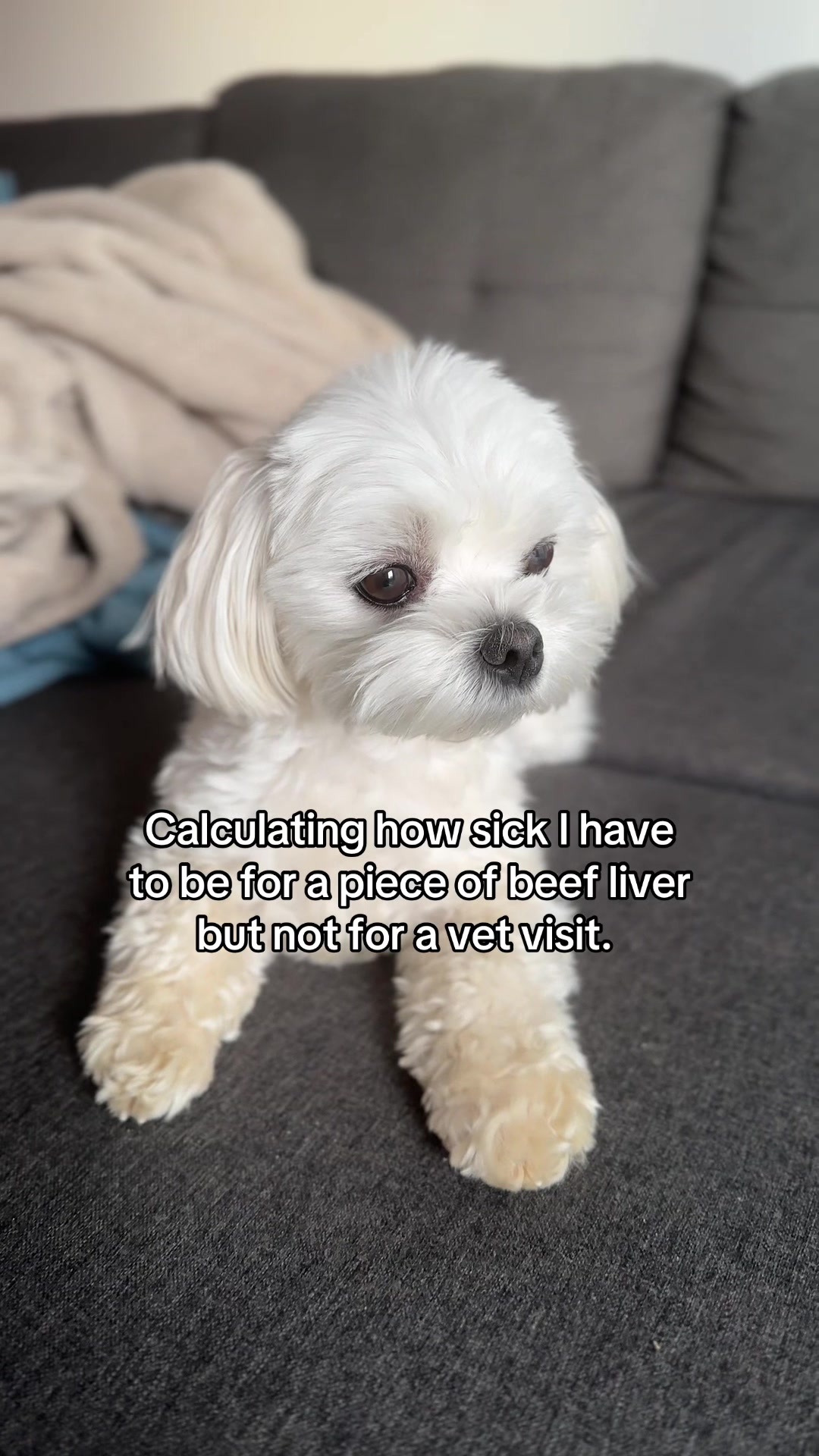 @theluckymaltese
