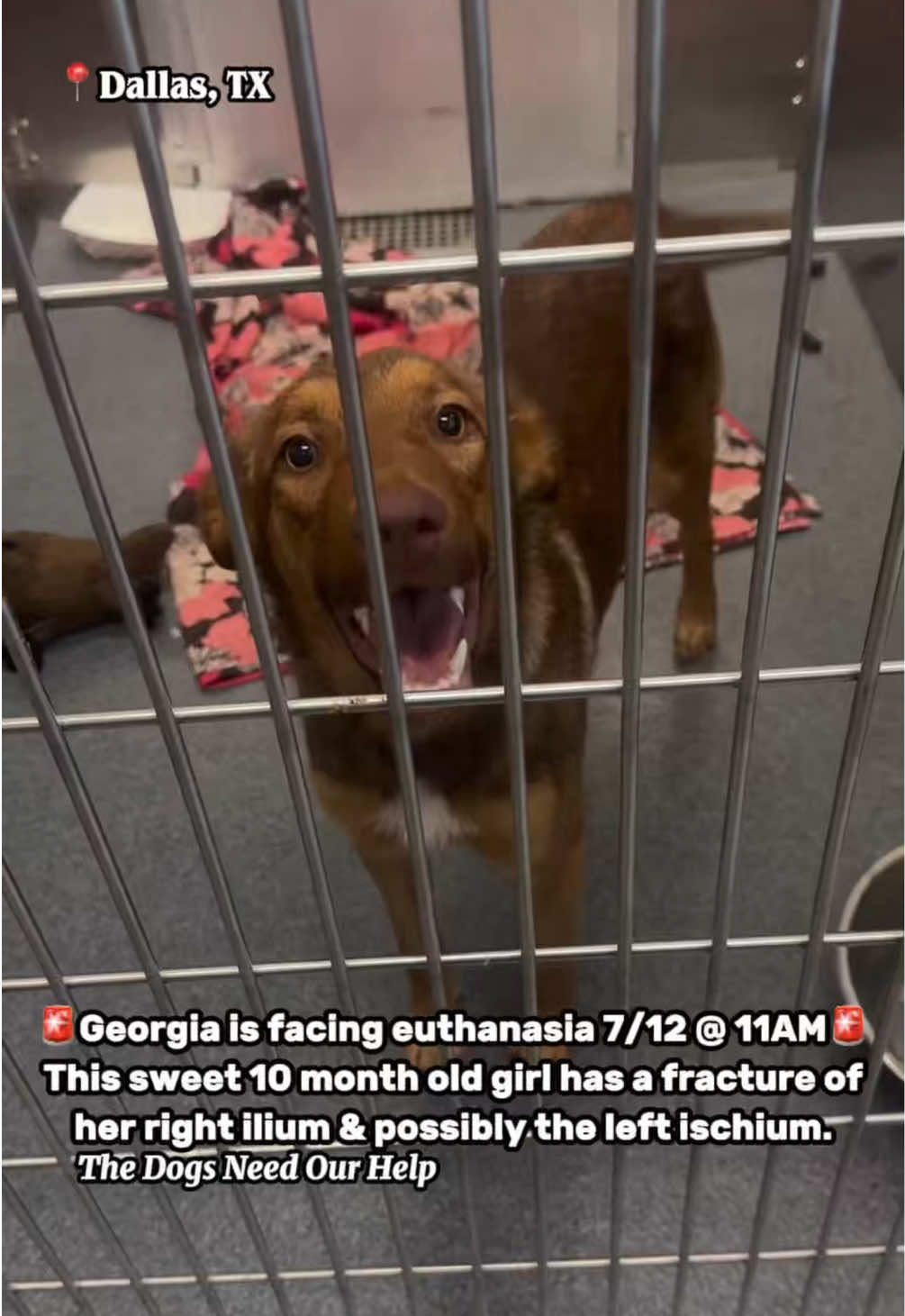 @The Dogs Need Our Help