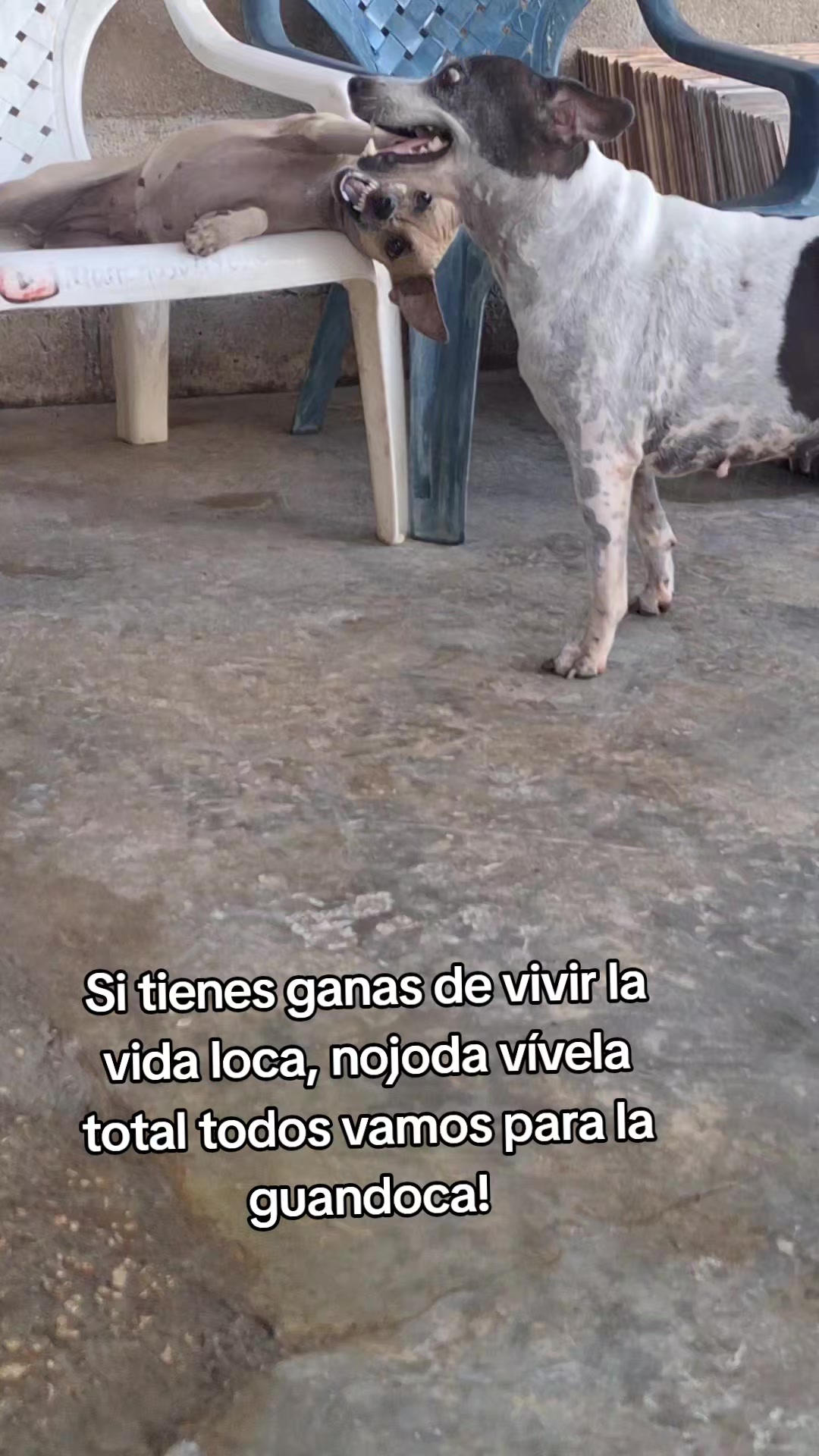 @MANCHAS 0714 OFICIAL