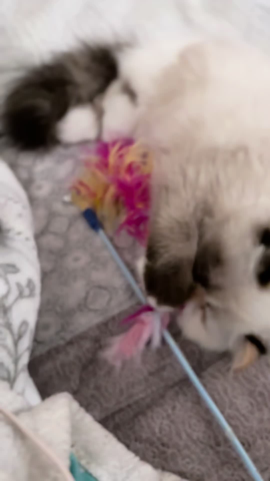 @𓃠Melissa’s𝟙𝟘LilFluffs𓃠