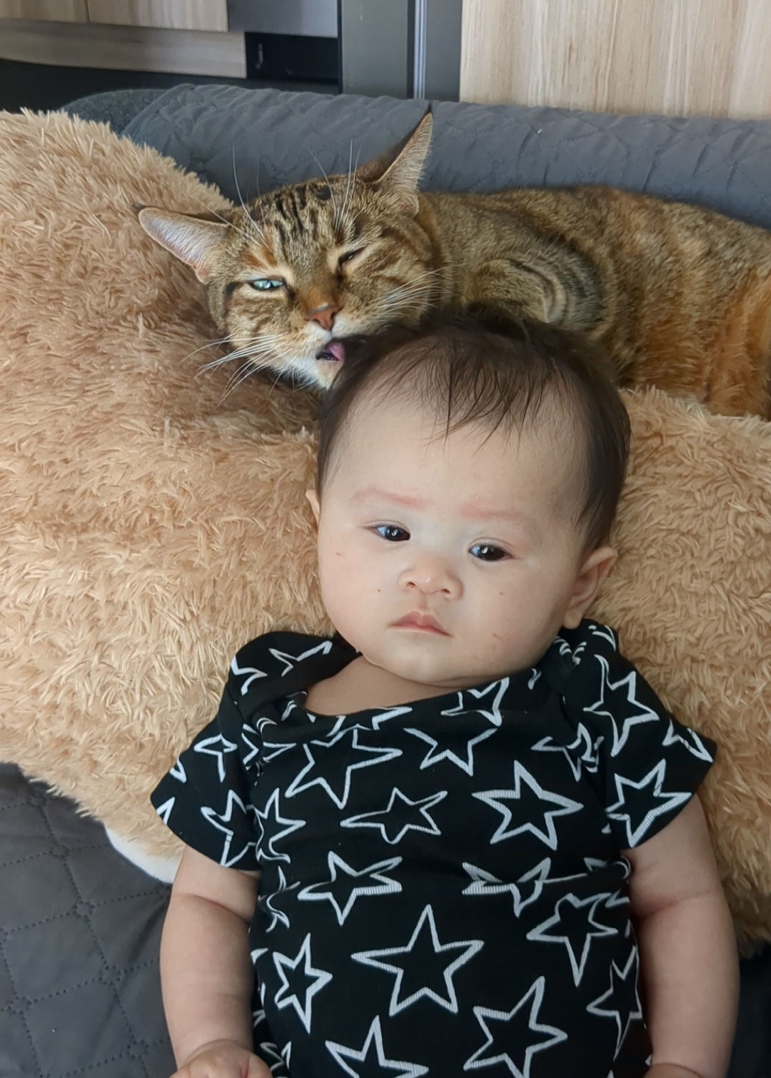 @Miss Mia the Tabby Cat