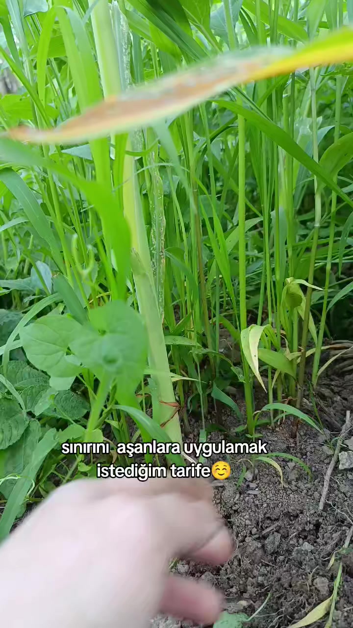 @Funda Köse