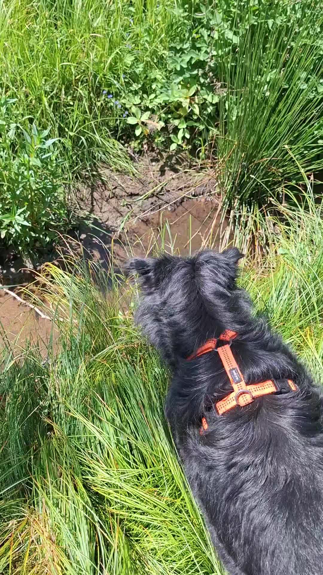 @DOG