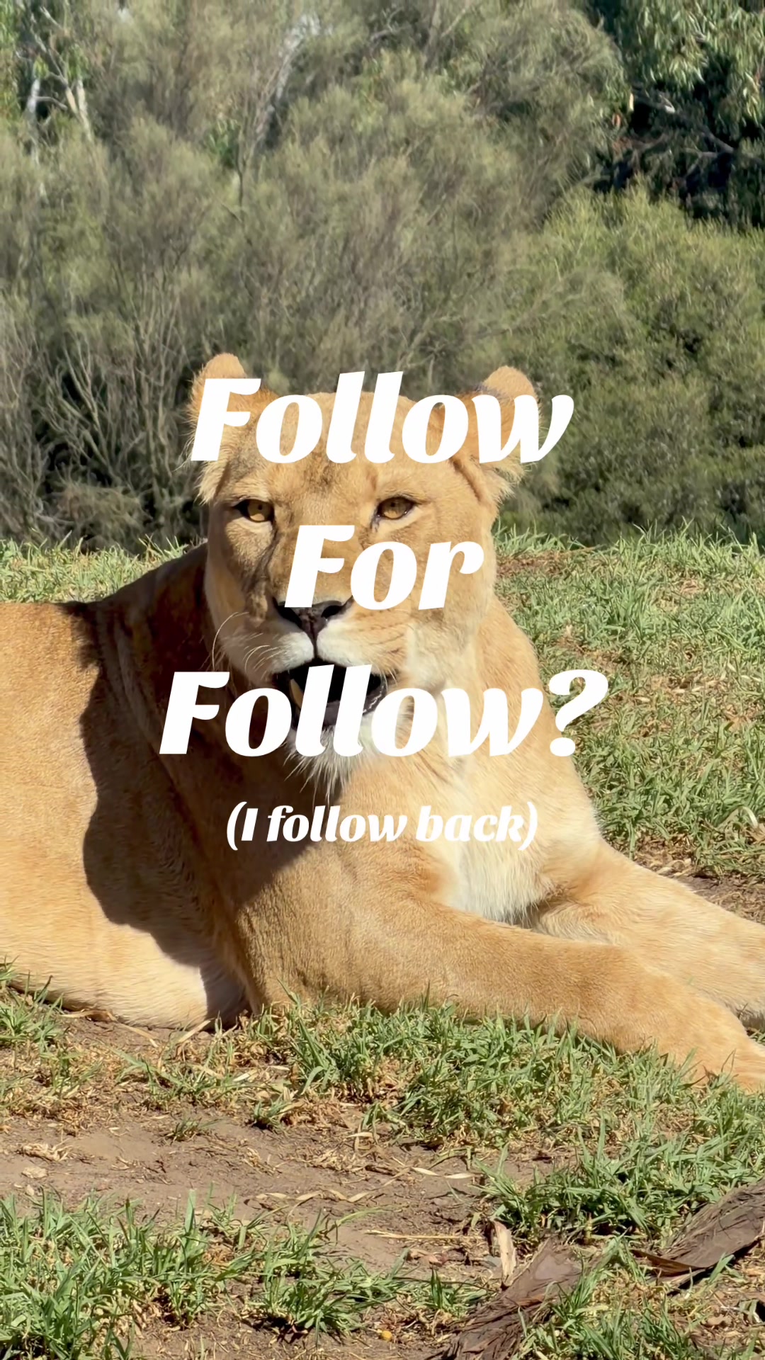 @IF I FOLLOW LIKE REPOSTS 💯