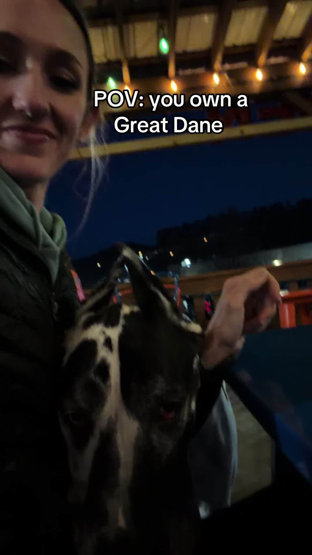 @Greyson the Great Dane