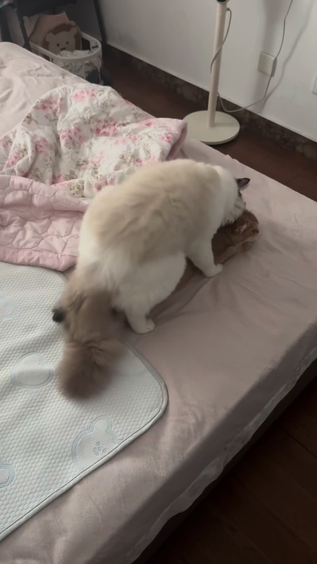 @Animals Fun