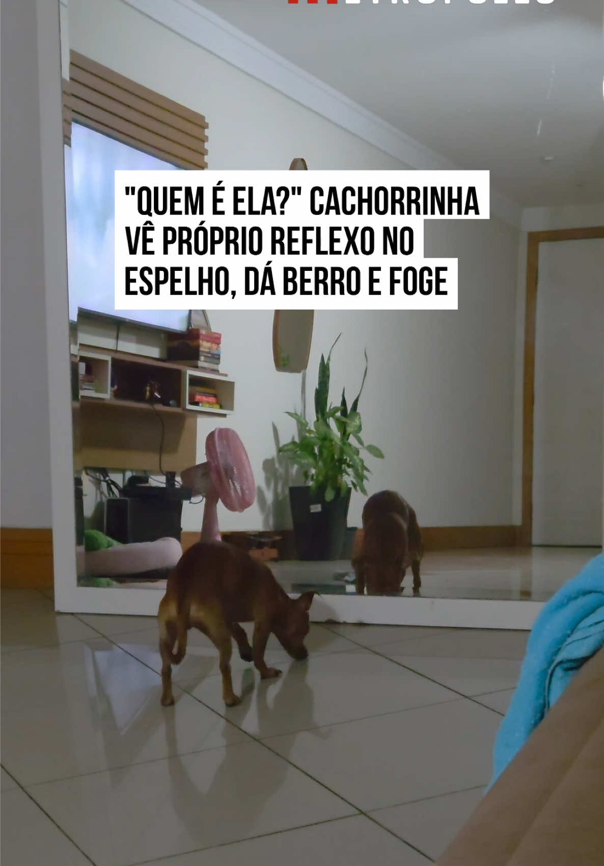 @Metrópoles Oficial