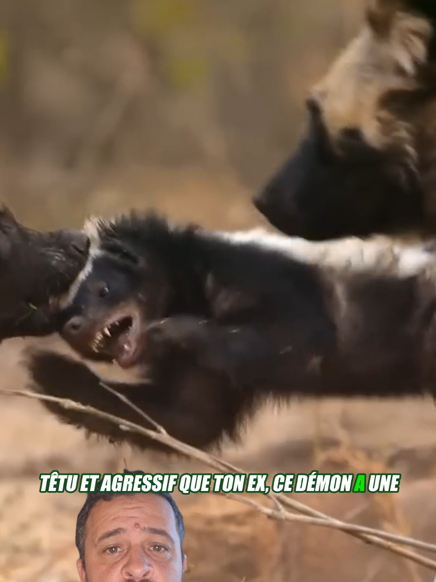 @Vico-Le Savais tu ?